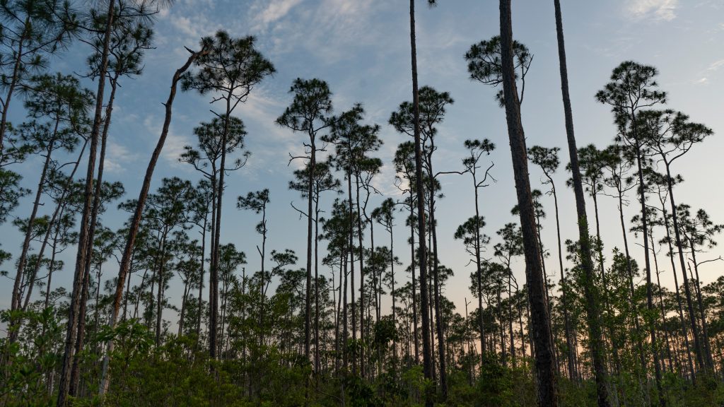 Pine Rockland trees at dusk